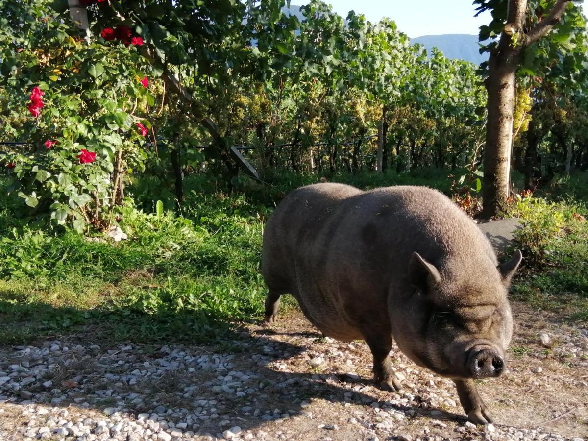Kerschbamerhof Im Sueden Suedtirols Cortaccia Eksteriør bilde